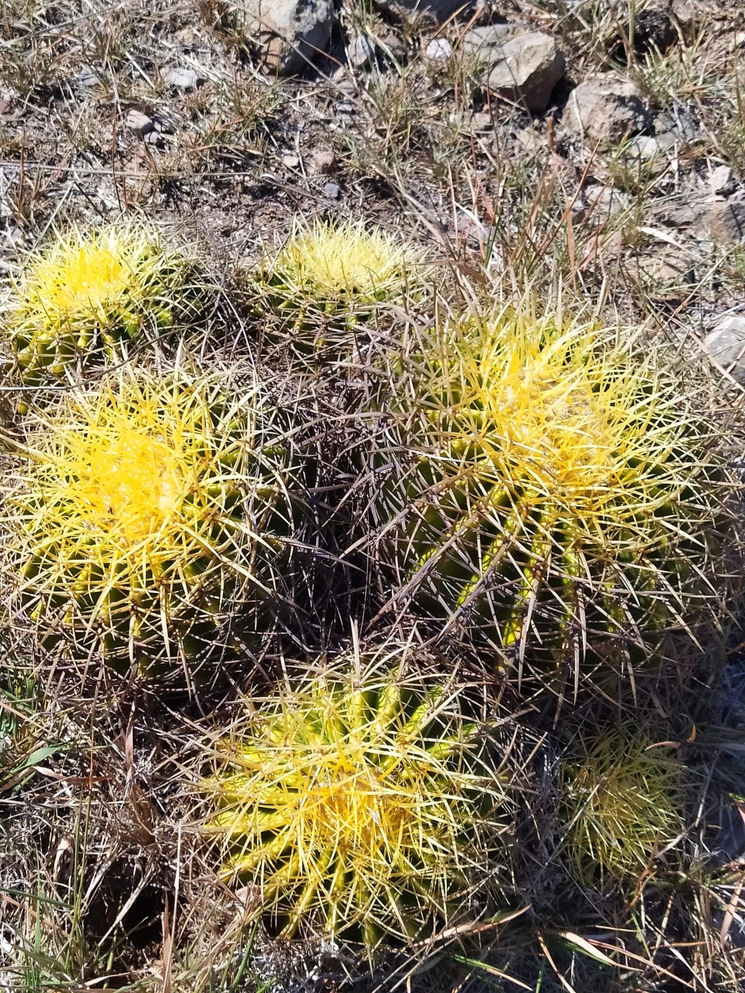 Echinocactus grusonii